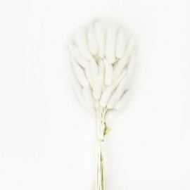 Сухоцвет "Лагурус" 60см (1уп-60шт) белый фото