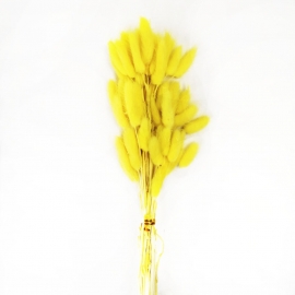 Сухоцвет "Лагурус" 60см (1уп-60шт) желтый фото