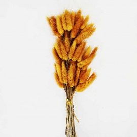 Сухоцвет "Лагурус" 60см (1уп-60шт) янтарный фото