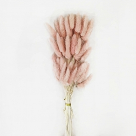 Сухоцвет "Лагурус" 60см (1уп-60шт) светло-карамельный фото