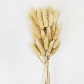 Сухоцвет "Лагурус" 60см (1уп-60шт) натуральный фото