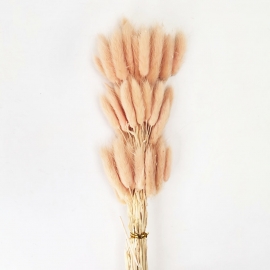 Сухоцвет "Лагурус" 60см (1уп-60шт) нежно-персиковый фото
