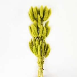 Сухоцвет "Лагурус" 60см (1уп-60шт) оливковый фото
