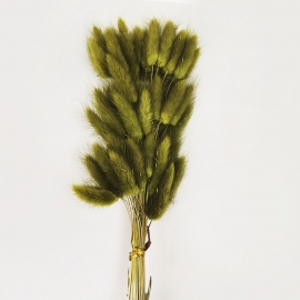 Сухоцвет "Лагурус" 60см (1уп-60шт) светло-фисташковый фото