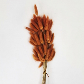 Сухоцвет "Лагурус" 60см (1уп-60шт) терракотовый фото