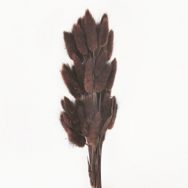 Сухоцвет "Лагурус" 60см (1уп-60шт) шоколадный фото