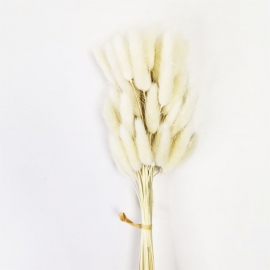Сухоцвет "Лагурус" 60см (1уп-60шт) молочный фото