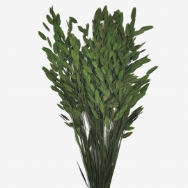 Сухоцвет "Хасмантиум" (1уп-20шт) зеленый фото