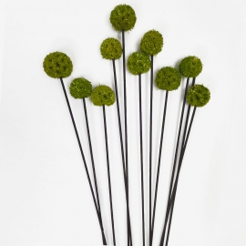 Сухоцвет "Ликвидамбара" (1уп-10шт) травяной зелёный фото