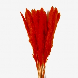 Сухоцвет "Камыш" (длина 60-80см,15шт) оранжевый фото