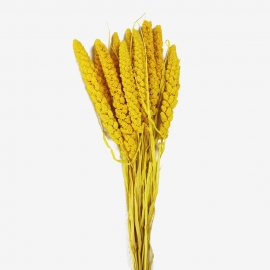 Сухоцвет "Сетария" (длина 60-70см,10шт) желтый фото