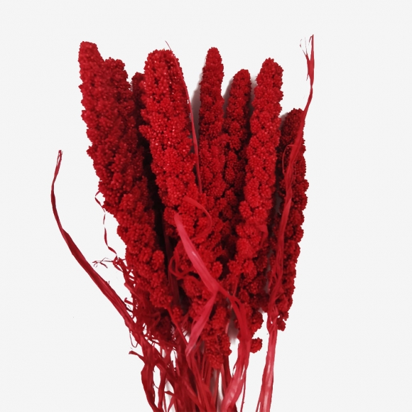 Сухоцвет "Сетария" (длина 60-70см,10шт) красный фото
