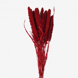 Сухоцвет "Сетария" (длина 60-70см,10шт) красный фото