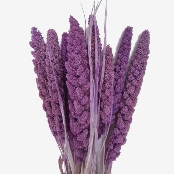 Сухоцвет "Сетария" (длина 60-70см,10шт) фиолетовый фото