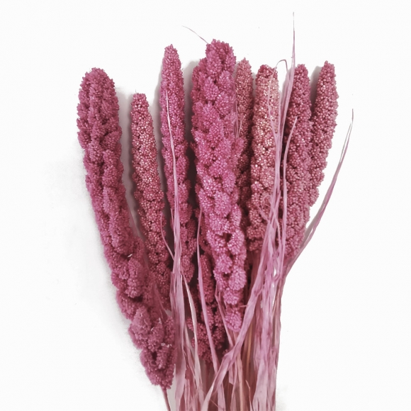 Сухоцвет "Сетария" (длина 60-70см, 1уп-10шт) розовый фото