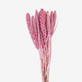 Сухоцвет "Сетария" (длина 60-70см, 1уп-10шт) розовый фото