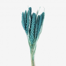 Сухоцвет "Сетария" (длина 60-70см,10шт) бирюзовый фото