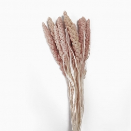 Сухоцвет "Сетария" (длина 60-70см,10шт) светлый розовый фото