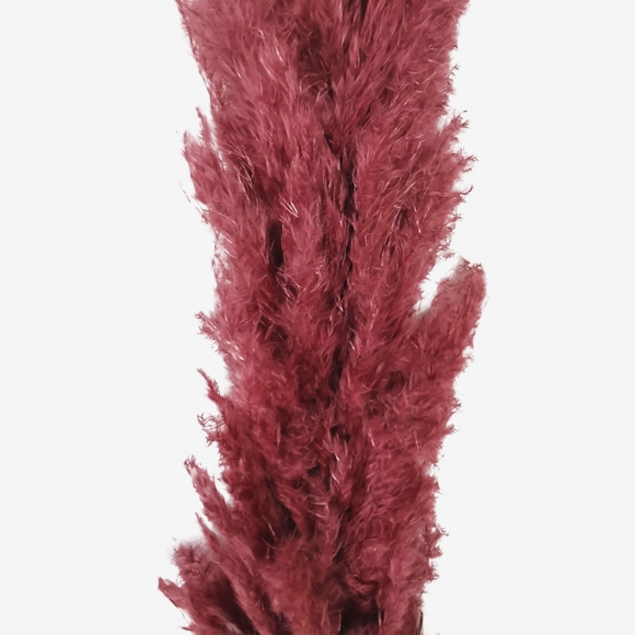 Сухоцвет "Пампас пушистый" (60-70см) бургунди фото