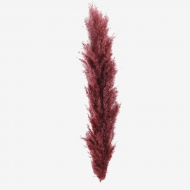 Сухоцвет "Пампас пушистый" (60-70см) бургунди фото