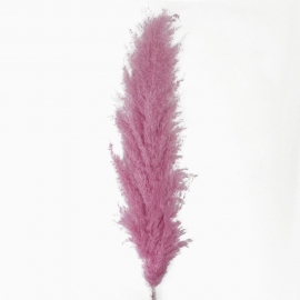 Сухоцвет "Пампас пушистый" (60-70см) св.розовый фото
