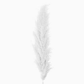 Сухоцвет "Пампас пушистый" (60-70см) белый фото