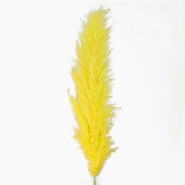 Сухоцвет "Пампасная трава" (длина 95см,длина цветка 60-80 см) 1 шт желтый фото