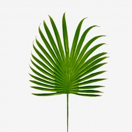 Лист пальмы круглый малый 35см (1уп-20шт) РС№4.124 фото